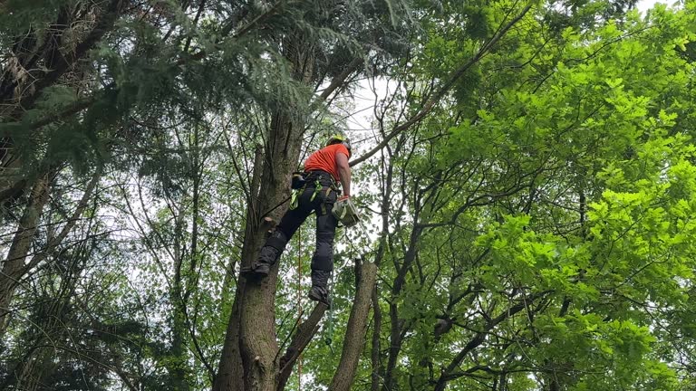 Best Tree Maintenance Programs  in USA