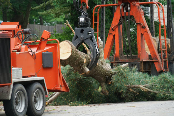 Best Commercial Tree Services  in USA